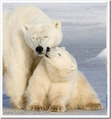 funny polar bears picture : love friendship tickling