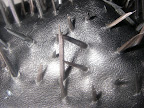 The 3 wise Monkeys, 2006. (Detail)