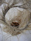 The Honey Trap, 2008. (Detail)