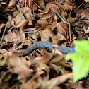 Vipera