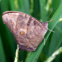 Common evening brown