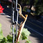 Praying Mantis