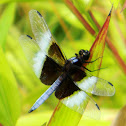 Widow Skimmer