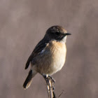 Stonechat; Tarabilla Común