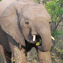 African elephant