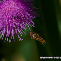 Hoverfly