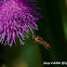 Hoverfly