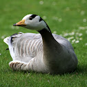 Bar-headed Goose