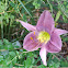 DayLily