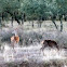 Red Deer