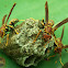 Wasp