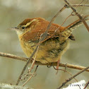 Carolina Wren