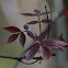 Unknown spotting