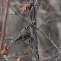 Golden-crowned kinglet
