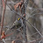 Golden-crowned kinglet