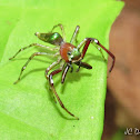 Spider