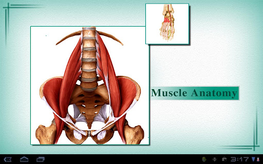 Muscles: Quick Reference