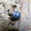 Pillbug