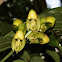 Intact catasetum