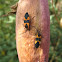 Large Milkweed bugs