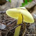 golden waxcap