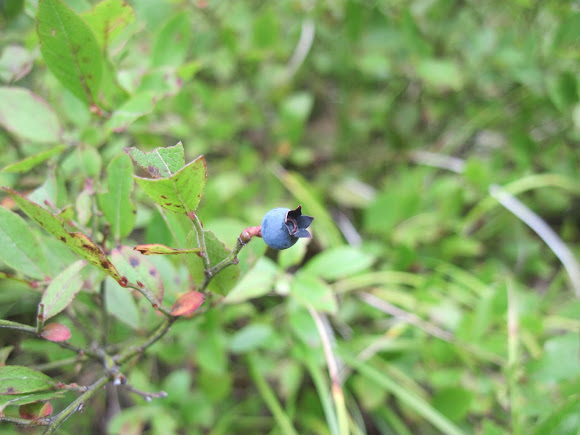 Spotting Image 1