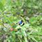 Lowbush Blueberry