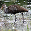 Limpkin