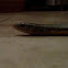 eastern glass lizard