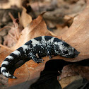 Marbled Salamander