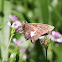 Silver-spotted Skipper