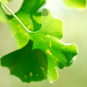 Ginko