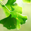 Ginko