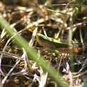 grasshopper