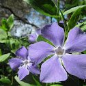 Periwinkle