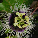 Maracuyá 