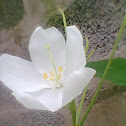 Dwarf white bauhinia