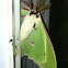 Luna Moth