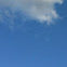 Swallow