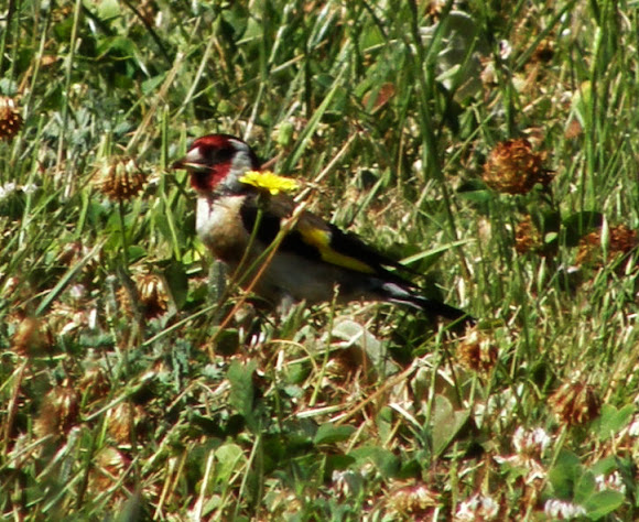 Spotting Image 1