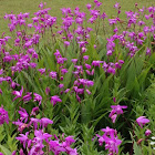 bletilla