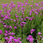 bletilla