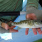 Guadalupe Bass