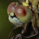 Marsh Skimmer