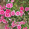 DSCF1654.JPG