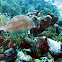 Honeycomb cowfish
