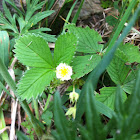Wild Strawberries