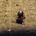 Handsome fungus beetle