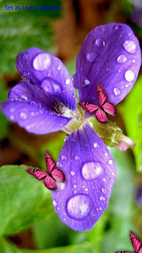 Flower Colorful Butterflies