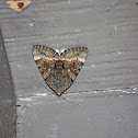 Epione Underwing
